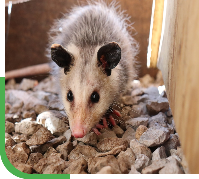 Possum Control & Treatment - Icon Pest Victoria